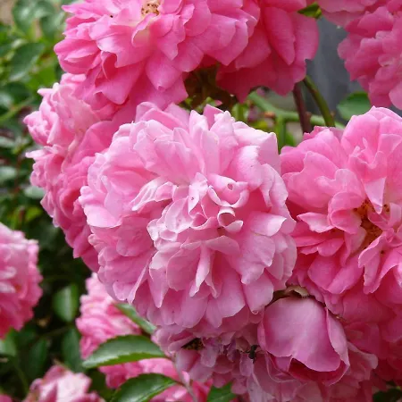 住宿加早餐酒店 乐伯蒂特呼和住宿加早餐旅馆 索米尔