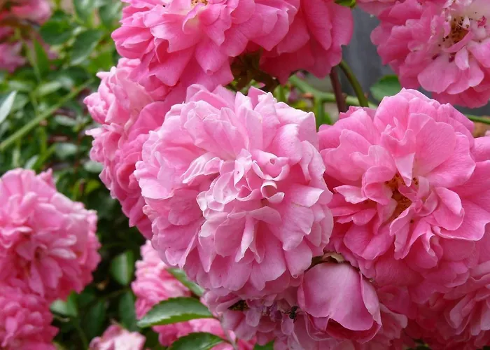 住宿加早餐酒店 乐伯蒂特呼和住宿加早餐旅馆 索米尔